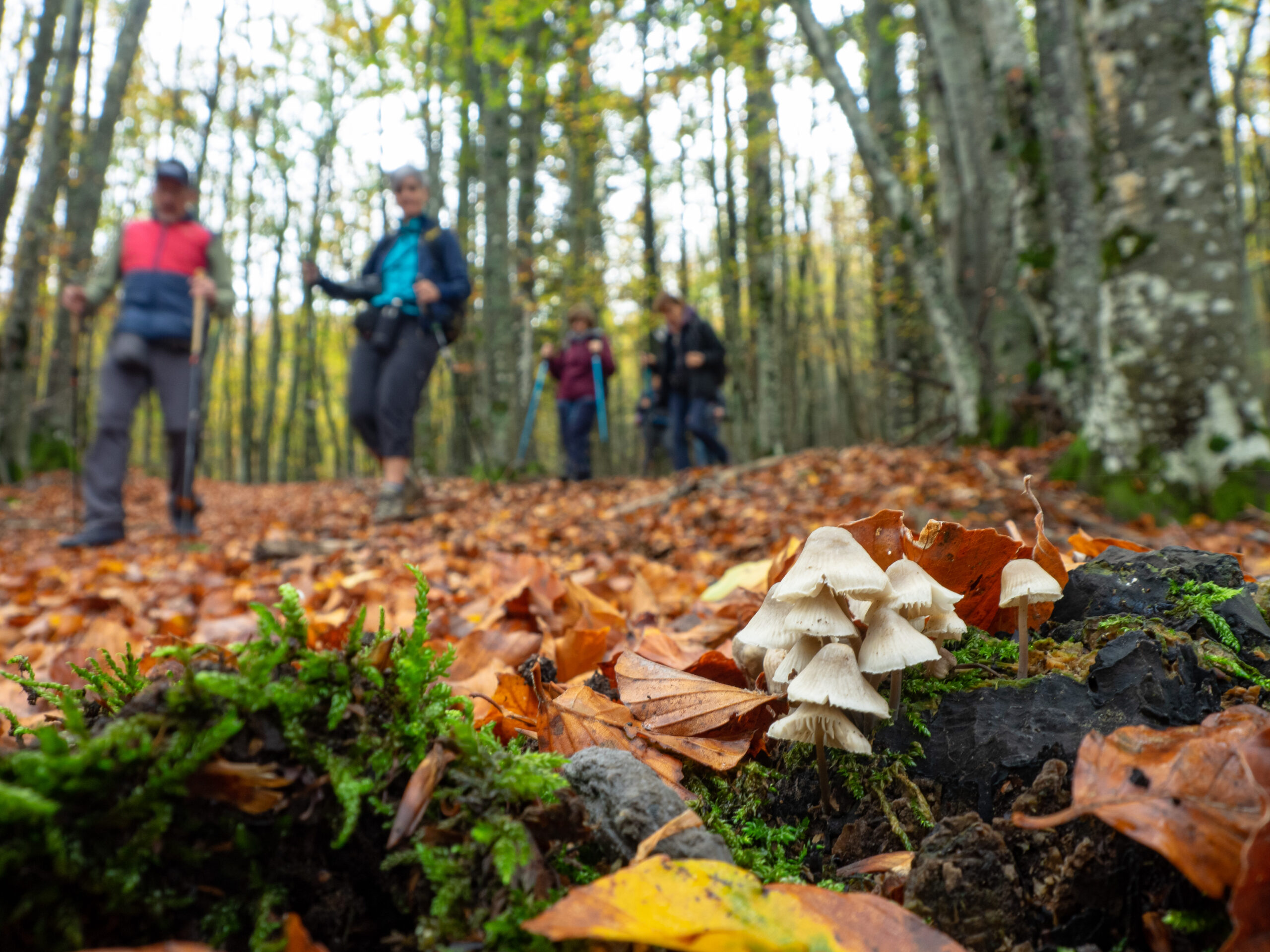IL MISTERIOSO REGNO DEI FUNGHI – ESCURSIONE CON MICOLOGO  SABATO 21 GIUGNO