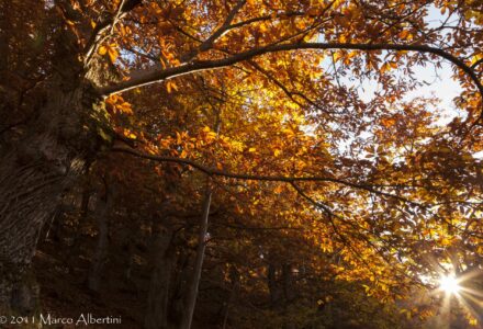 GOTE ROSSE – FOLIAGE SU MONTERUMICI <br/> DOMENICA 8 NOVEMBRE