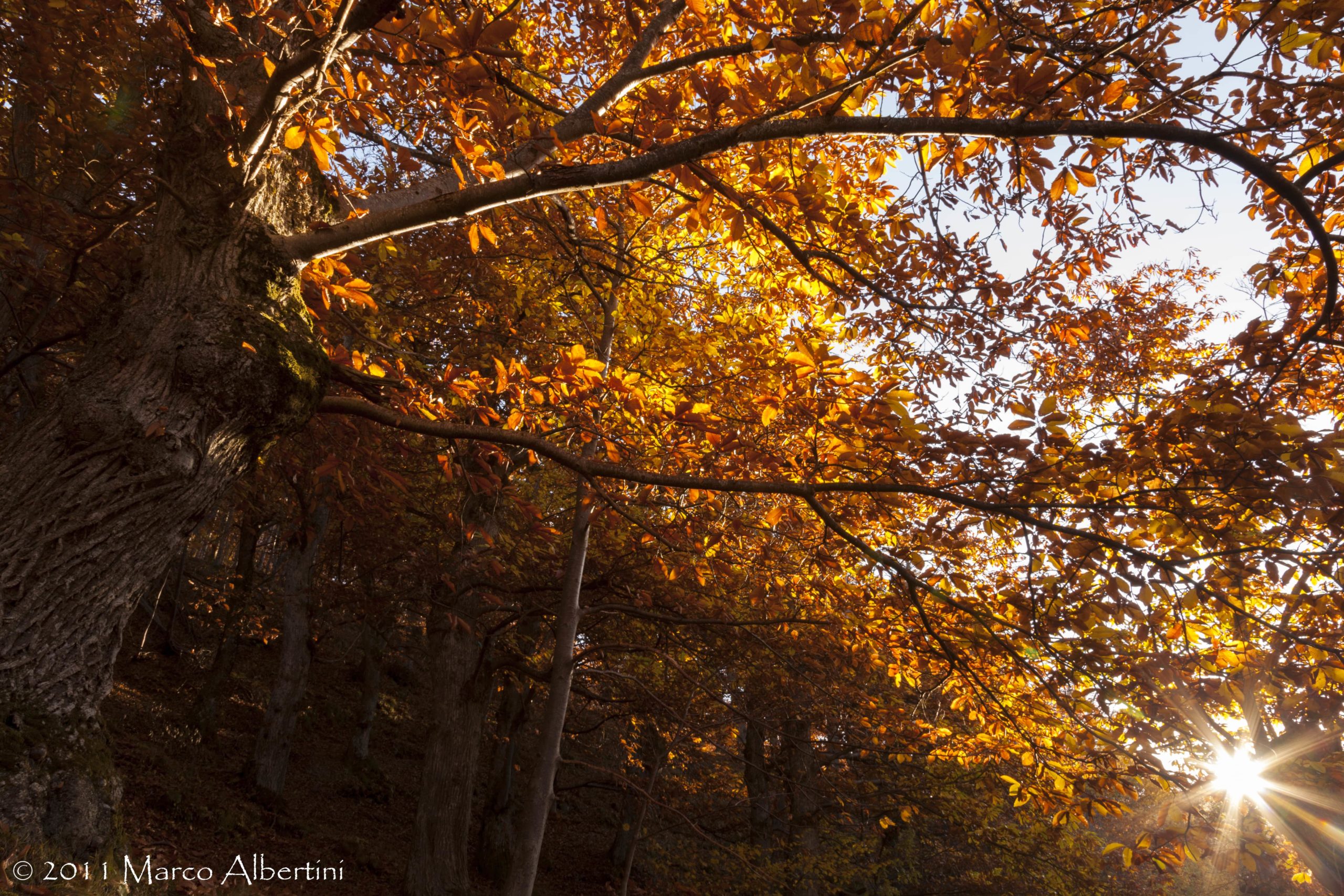 GOTE ROSSE – FOLIAGE SU MONTERUMICI  DOMENICA 8 NOVEMBRE