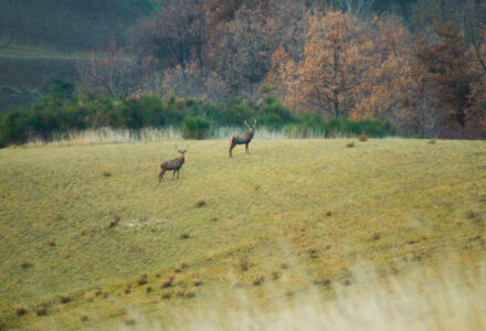 LA FAUNA SELVATICA E LE SUE TRACCE <br/> DOMENICA 15 NOVEMBRE