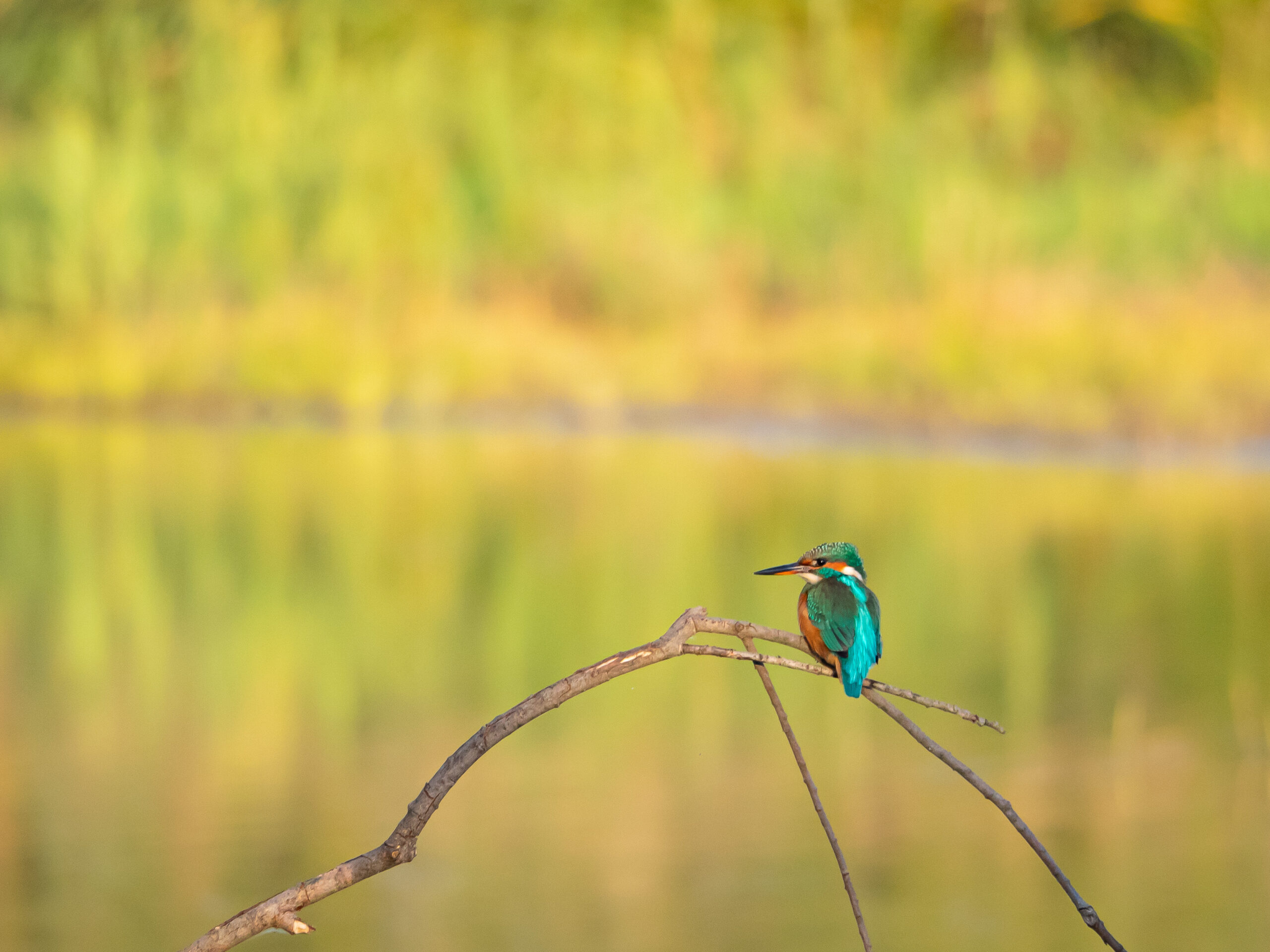 IL BOSCO E L’ACQUA: ESCURSIONE ALLA CASSA DEL DOSOLO  DOMENICA 27 APRILE