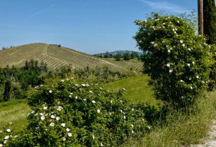 LE VIGNE DI ARIOSTO <br/> DOMENICA 4 MAGGIO