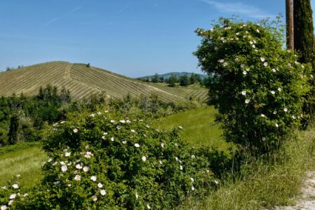 LE VIGNE DI ARIOSTO  DOMENICA 4 MAGGIO