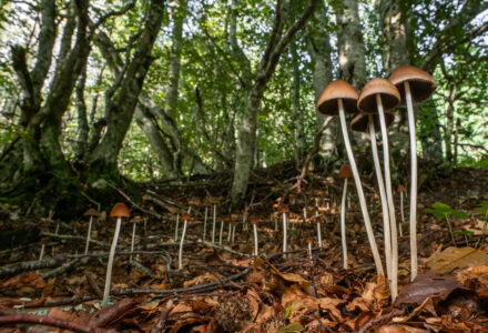 STORIE DI FUNGHI, ESCURSIONE MICOLOGICA <br/> DOMENICA 29 GIUGNO