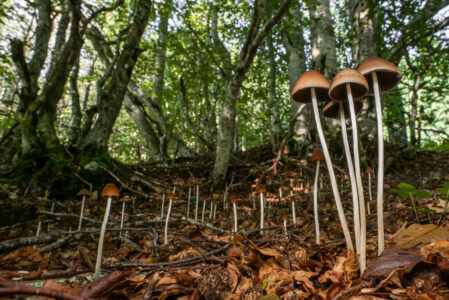STORIE DI FUNGHI, ESCURSIONE MICOLOGICA  DOMENICA 29 GIUGNO
