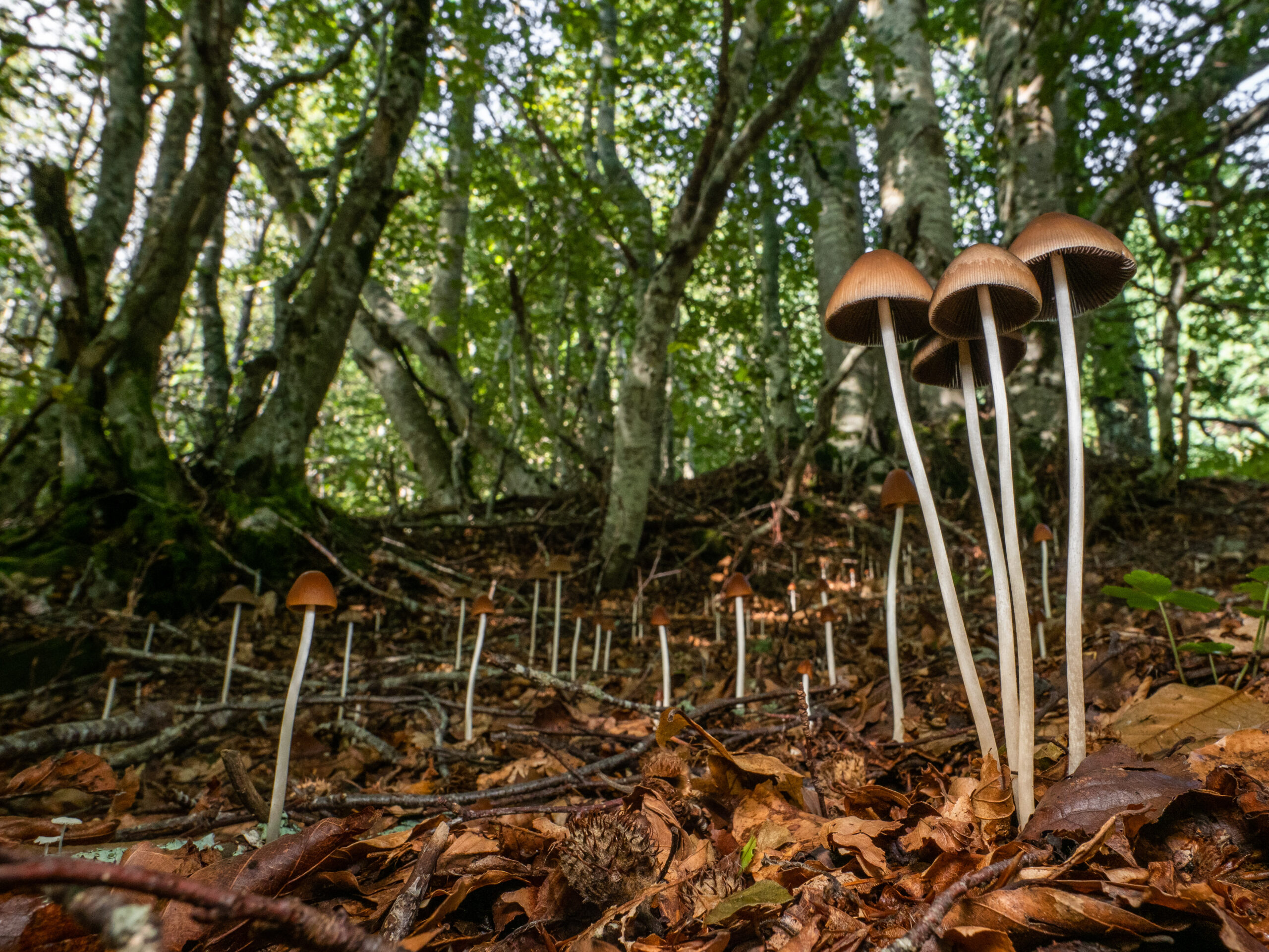 STORIE DI FUNGHI, ESCURSIONE MICOLOGICA  DOMENICA 29 GIUGNO