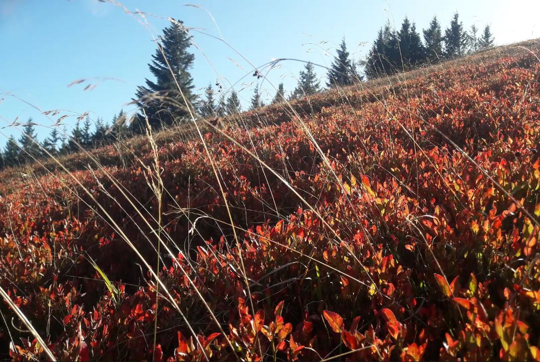 CREPUSCOLI SONORI TRA ROSSI MIRTILLI  SABATO 11 OTTOBRE
