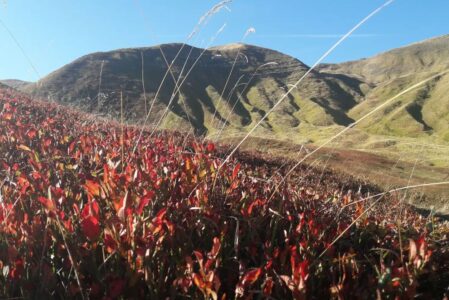 FUOCO ROSSO VIVO  DOMENICA 12 OTTOBRE