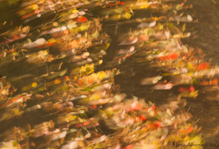 L’ANNO CHE VERRA’ <br/> MERCOLEDÌ 31 DICEMBRE