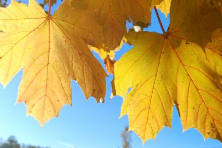 CAMMINARE TRA STORIA E NATURA  DOMENICA 9 NOVEMBRE
