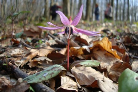 I PRIMI FIORI DEL BOSCO  DOMENICA 8 MARZO