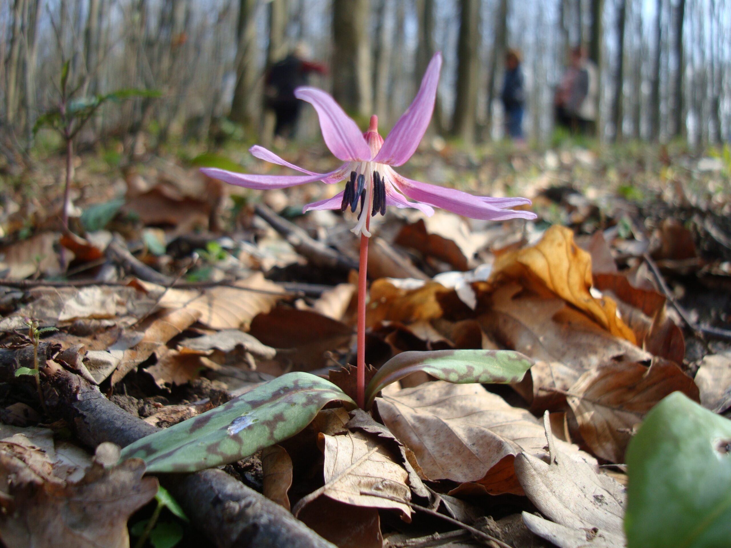 I PRIMI FIORI DEL BOSCO  DOMENICA 8 MARZO