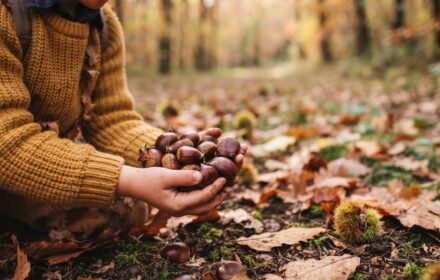 TRA CASONI E CASTAGNE <br/> DOMENICA 8 NOVEMBRE