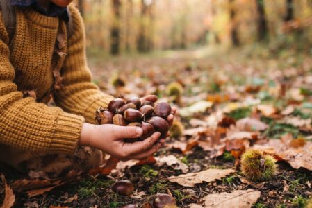 TRA CASONI E CASTAGNE  DOMENICA 8 NOVEMBRE