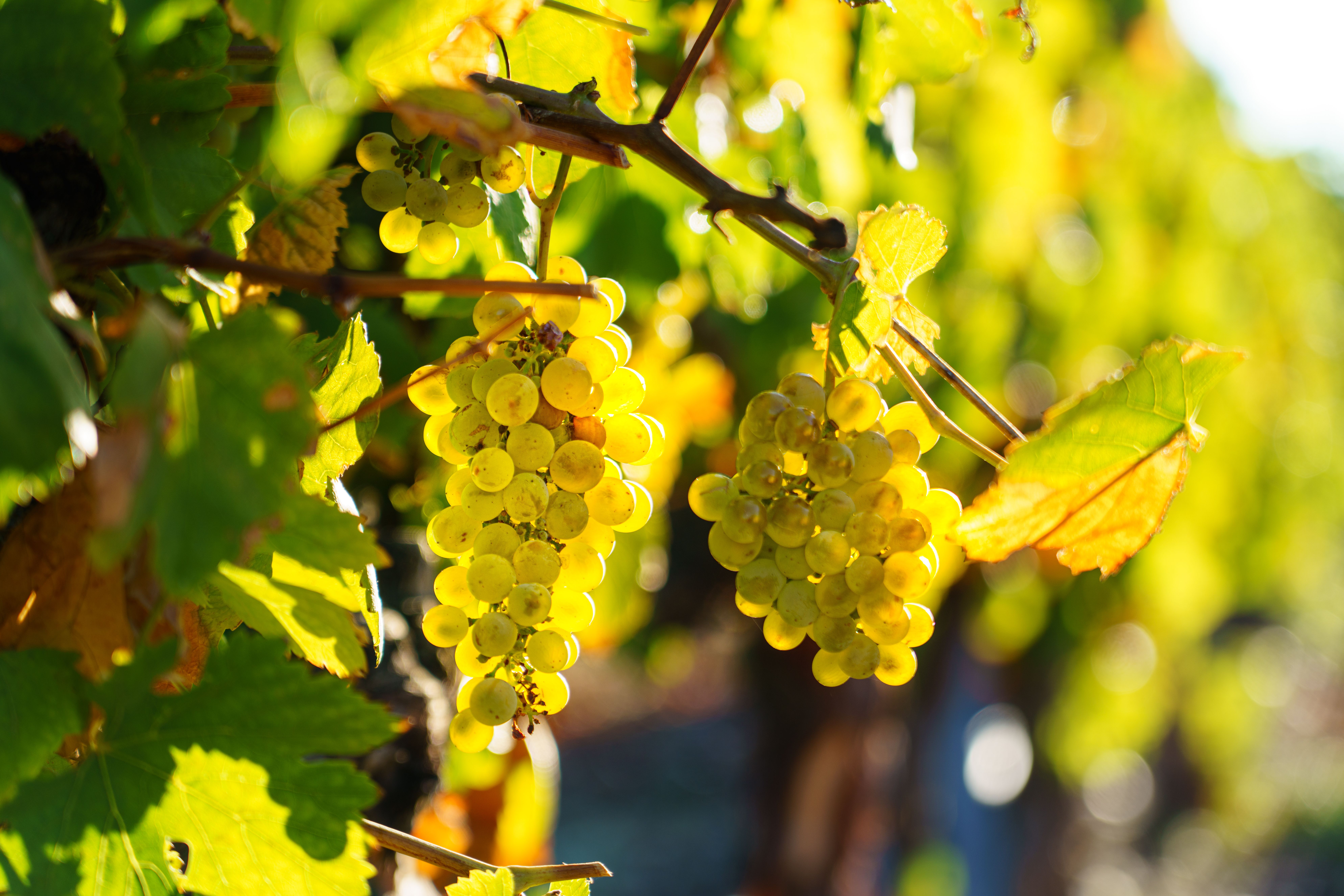PODERE RIOSTO: DALLA VIGNA ALLA CANTINA  SABATO 28 NOVEMBRE
